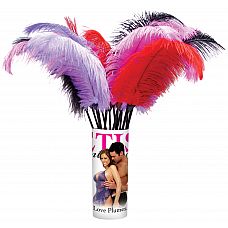 ���� Ff Love Plumes Pipedream 
�������� ��������� ��� ������ �����.